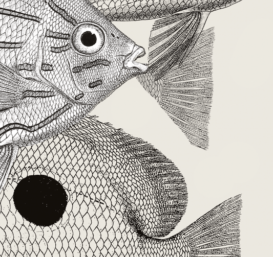 Pisces | 12 | Fine Art Print