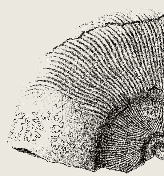 Ammonite | 07 | Fine Art Print