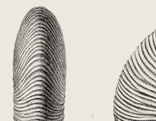 Ammonite | 06 | Fine Art Print