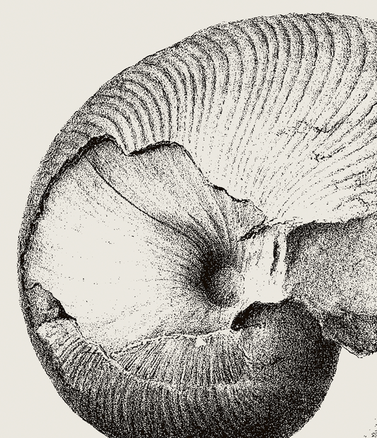Ammonite | 05 | Fine Art Print