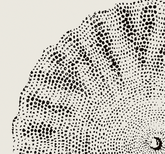 Coastal Drift | 23 | Fine Art Print