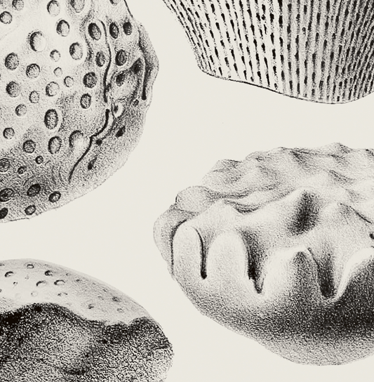 Ammonite | 04 | Fine Art Print