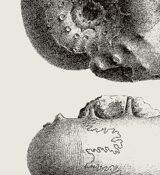 Ammonite | 03 | Fine Art Print