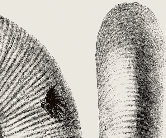 Ammonite | 02 | Fine Art Print
