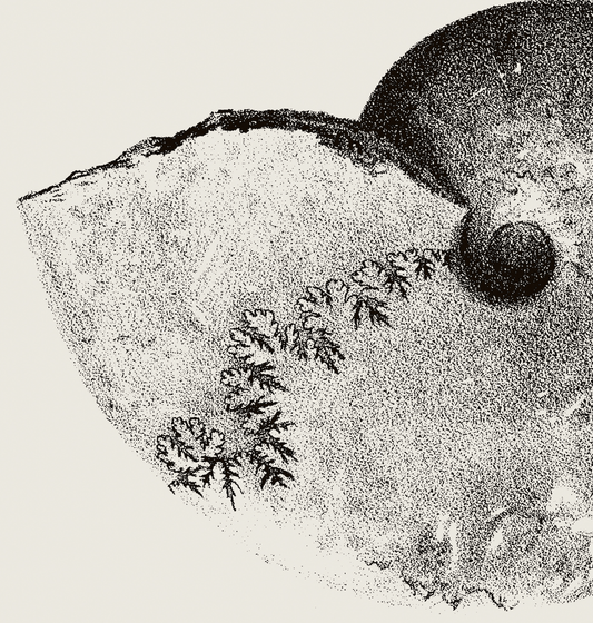 Ammonite | 01 | Fine Art Print