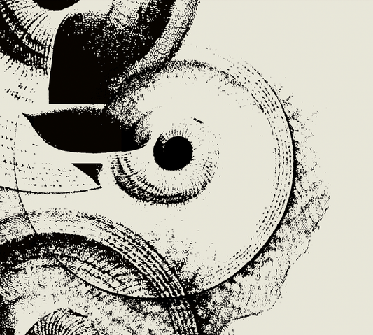 Ammonite | 08 | Fine Art Print