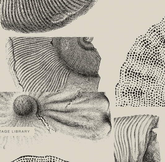 Ammonite | 09 | Fine Art Print