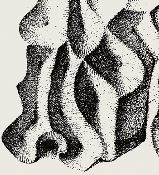 Ammonite | 10 | Fine Art Print