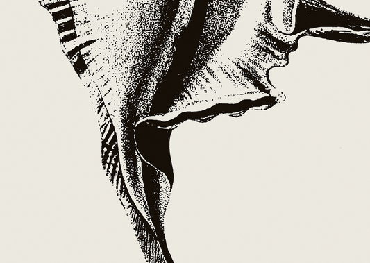 Coastal Drift | 16 | Fine Art Print