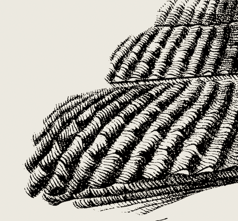 Coastal Drift | 05 | Fine Art Print