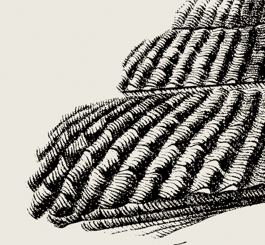 Coastal Drift | 05 | Fine Art Print