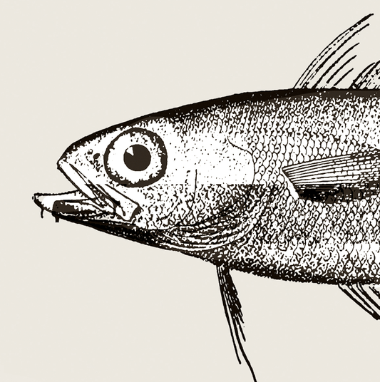 Pisces | 14 | Fine Art Print