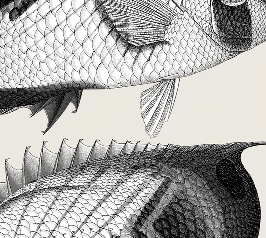 Pisces | 06 | Fine Art Print