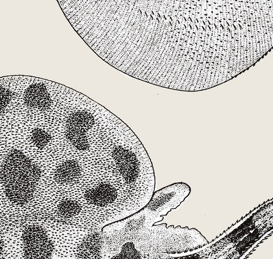 Pisces | 11 | Fine Art Print