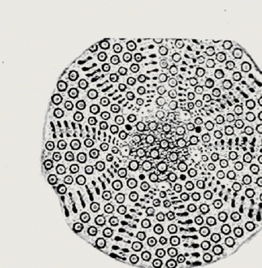 Ammonite | 11 | Fine Art Print