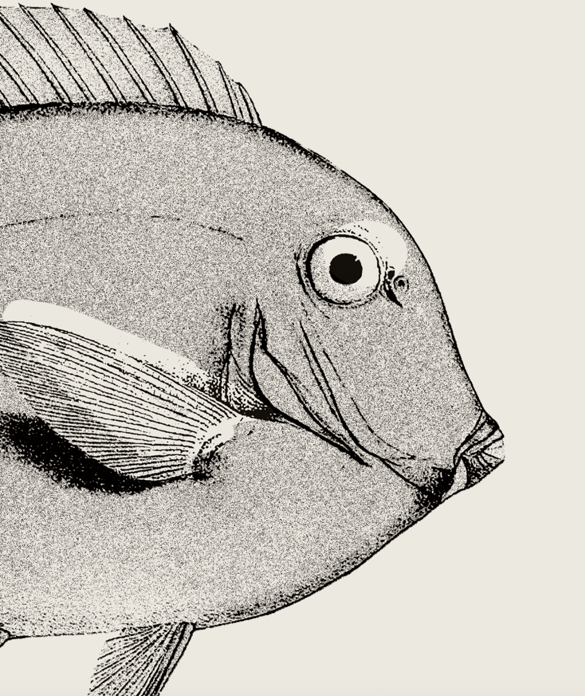Pisces | 08 | Fine Art Print