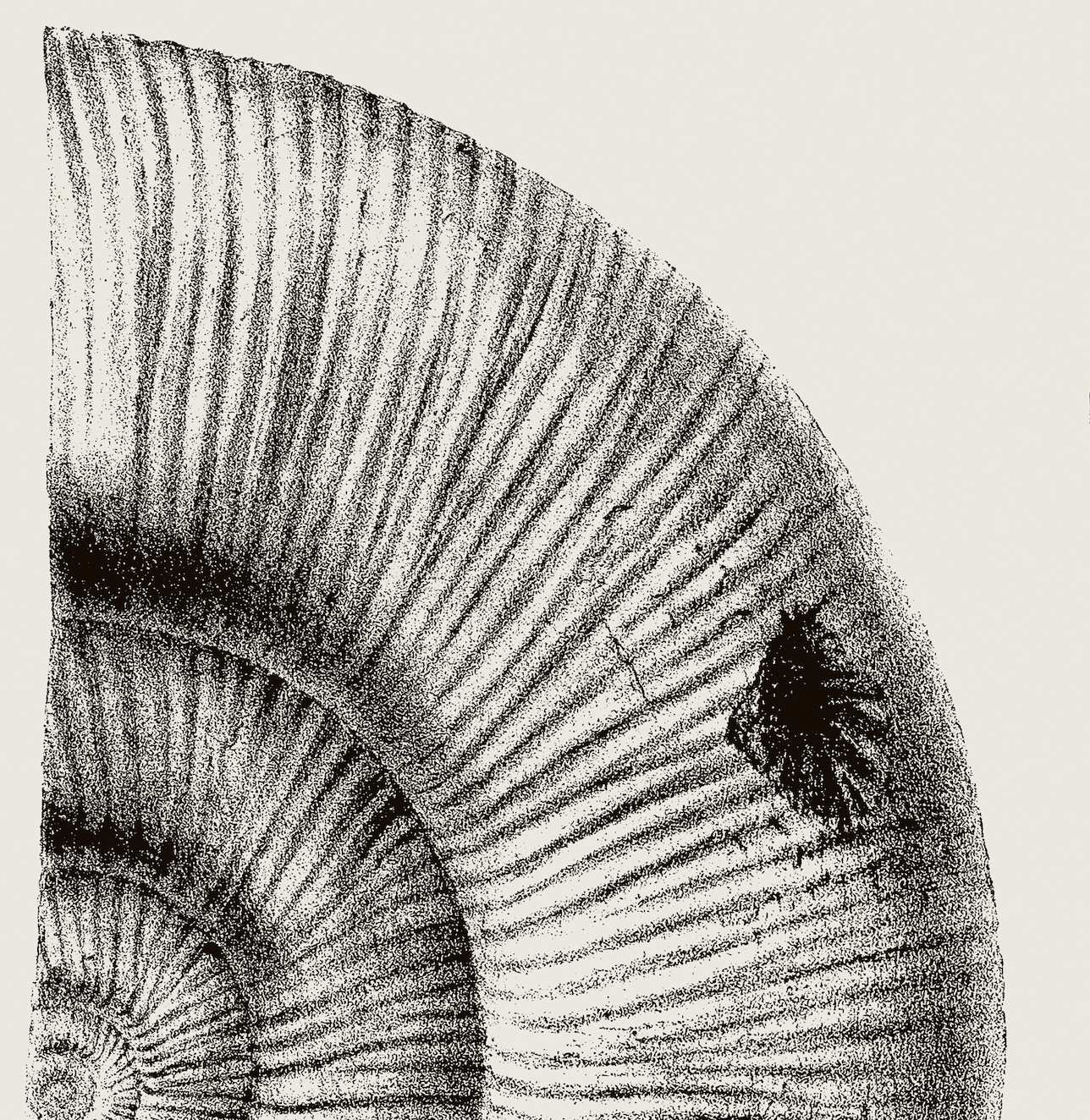 Ammonite | 02 | Fine Art Print