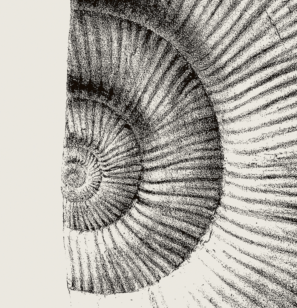 Ammonite | 02 | Fine Art Print