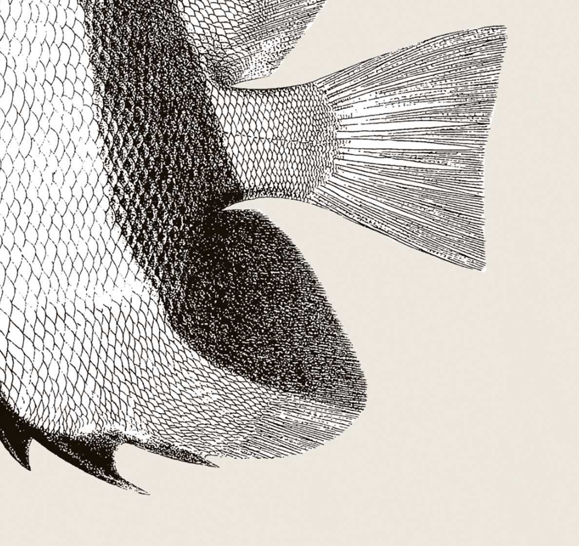 Pisces | 05 | Fine Art Print