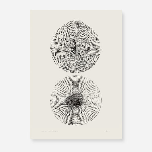 Ammonite | 08 | Fine Art Print