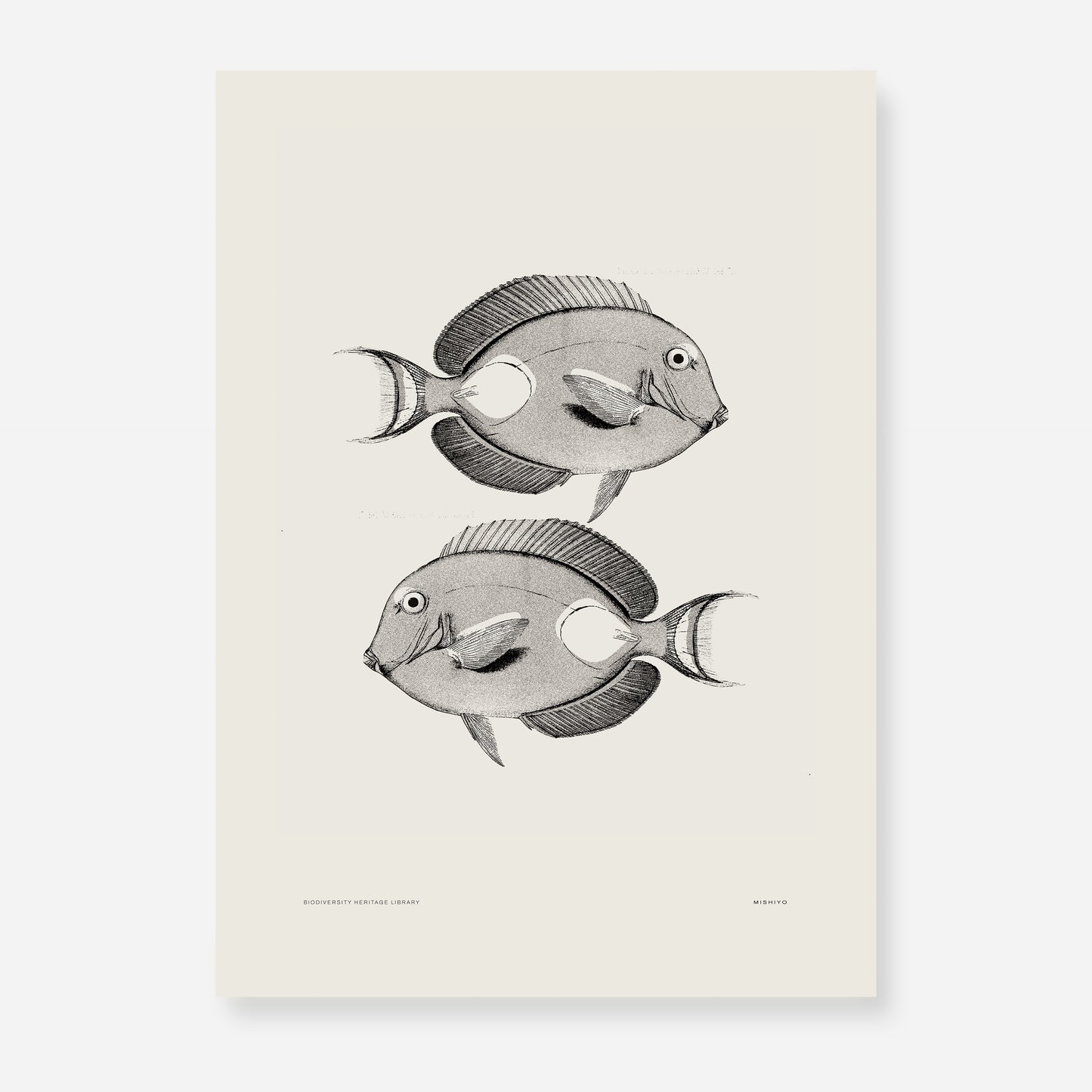 Pisces | 08 | Fine Art Print